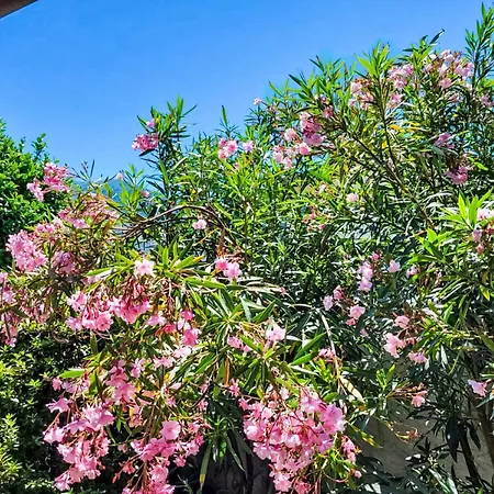 Isabella By Interhome Ascona